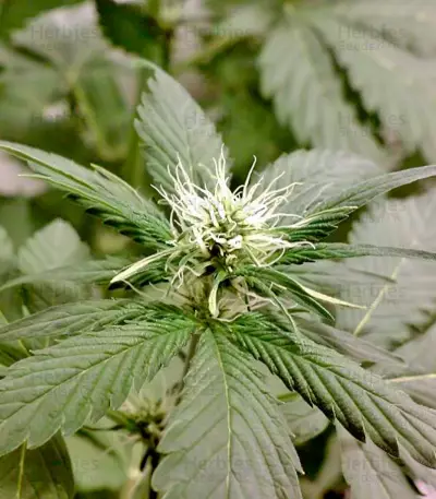 Big Band (Kannabia Seeds) Cannabis-Samen