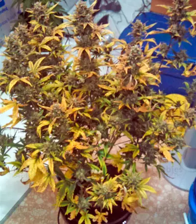 Blue Dream Auto (Humboldt Seeds Organization) Cannabis-Samen