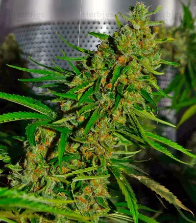 Blue Velvet (Dutch Passion) Cannabis-Samen