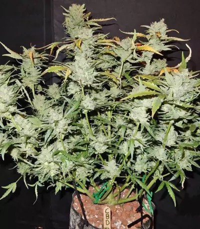 CBD Auto 1:1 (CBD Crack) Cannabis-Samen