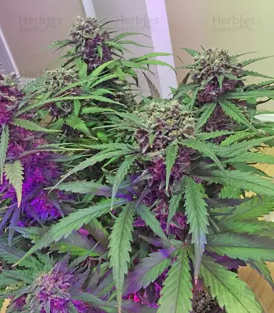 Chocolate Orange Auto (Dr. Krippling Seeds)