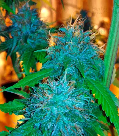 Flowerbomb Kush (Strain Hunters) Cannabis-Samen