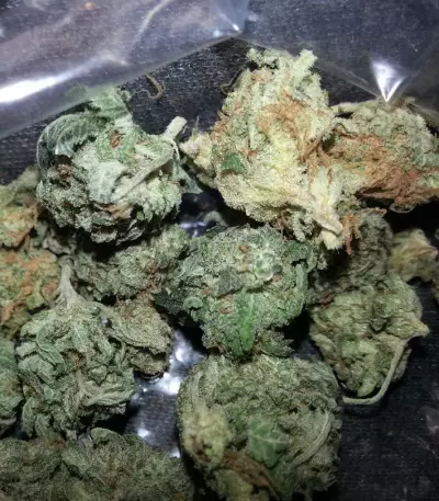 Grand Master Kush regular (Sumo Seeds) Cannabis-Samen