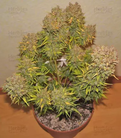 Grapefruit Auto (Fast Buds) Cannabis-Samen