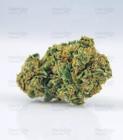 La Blanca Gold (Vision Seeds) Cannabis-Samen