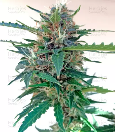 Northern Light X Skunk (World of Seeds) Cannabis-Samen