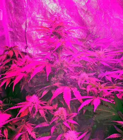 Northern Light Automatic (Nirvana Seeds) Cannabis-Samen