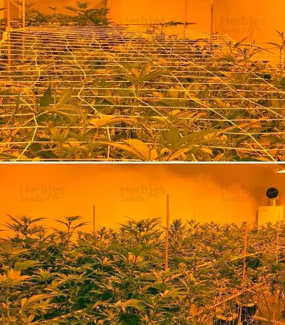 Papaya regular (Nirvana Seeds) Cannabis-Samen
