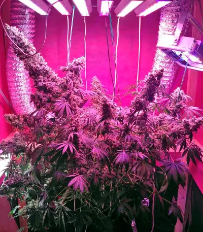 Serious Happiness regular (Serious Seeds) Cannabis-Samen