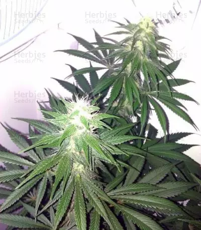 Special Kush #1 cannabis strain