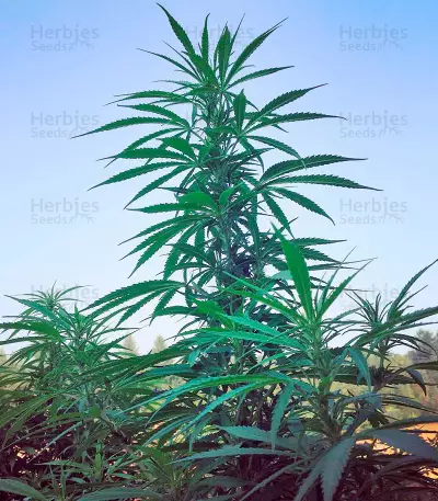 Strawberry Blue (World of Seeds) Cannabis-Samen
