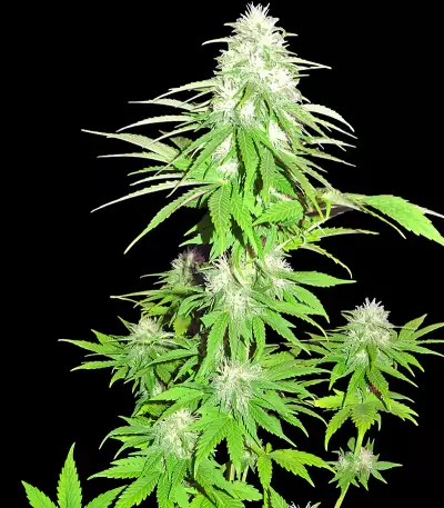 Zombie Haze (Sumo Seeds) Cannabis-Samen