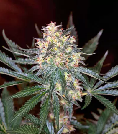 Black Jack F1 Fast Version (Sweet Seeds) Cannabis-Samen