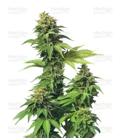Akorn (T.H. Seeds) Cannabis-Samen