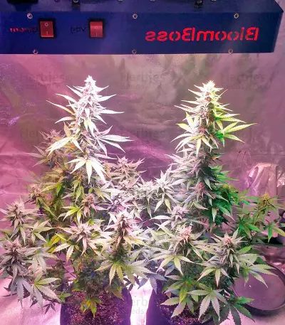 AK-48 Automatic (Nirvana Seeds) Cannabis-Samen