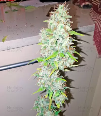 Afghan Kush X Skunk (World of Seeds) Cannabis-Samen