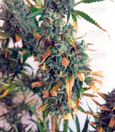 Auto Mazar (Dutch Passion) Cannabis-Samen