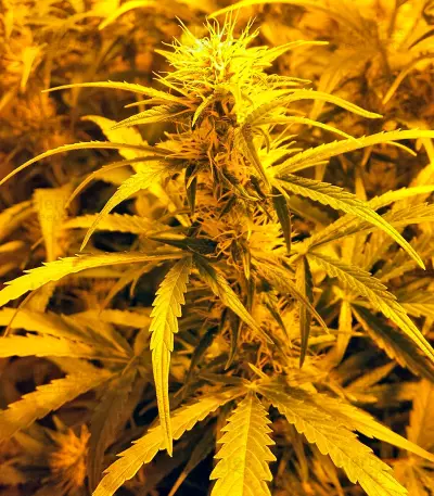 Auto Xtreme (Dutch Passion) Cannabis-Samen