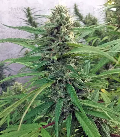 Blue Dream cannabis strain