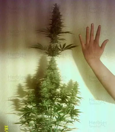 Fruity Chronic Juice (Delicious Seeds) Cannabis-Samen