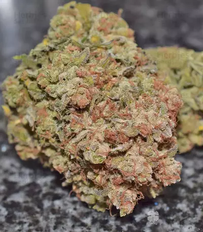 G14 Auto (Fast Buds) Cannabis-Samen