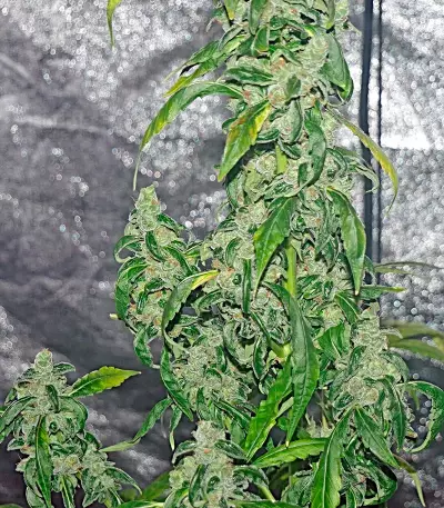 Massive Midget Auto (Heavyweight Seeds) Cannabis-Samen
