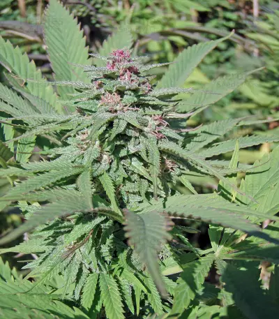 Serious 6 (Serious Seeds) Cannabis-Samen