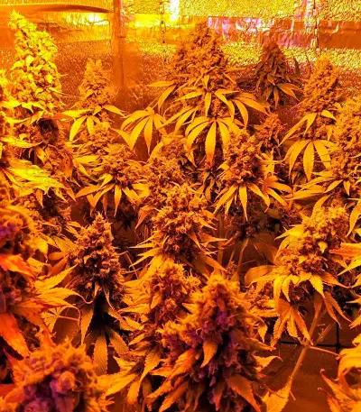 Serious Happiness regular (Serious Seeds) Cannabis-Samen