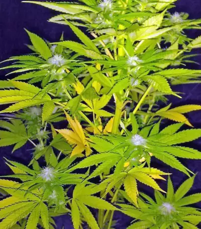 Strawberry Blue (World of Seeds) Cannabis-Samen