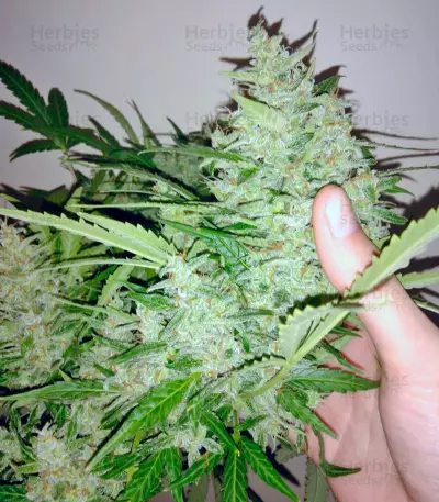 Black Jack Auto (Sweet Seeds) Cannabis-Samen