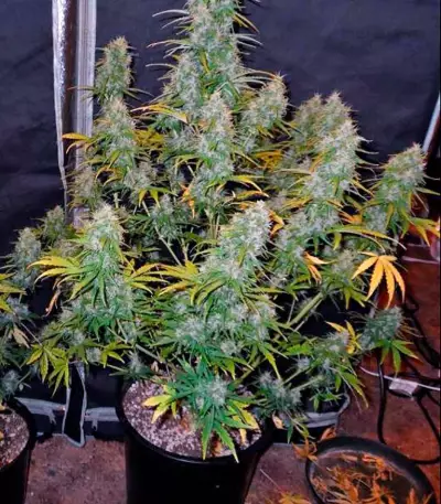Fast Bud Auto (Sweet Seeds) Cannabis-Samen