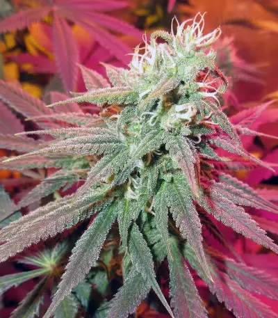 Green Gelato (RQS) Cannabis-Samen