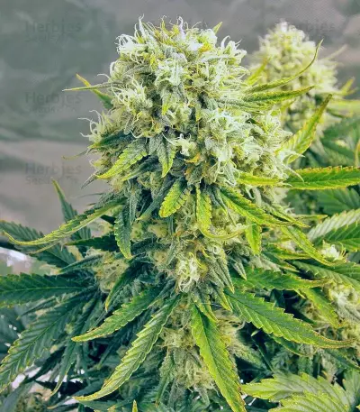 Killer Kush Auto (Sweet Seeds) Cannabis-Samen