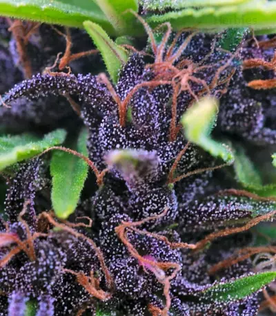 Shaman (Dutch Passion) Cannabis-Samen