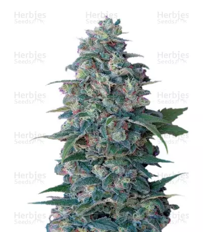 Hashberry regular (Mandala Seeds) Cannabis-Samen