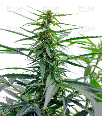 White Russian #1 Auto (Serious Seeds) Cannabis-Samen