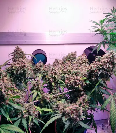 Auto White Widow (Dutch Passion) Cannabis-Samen