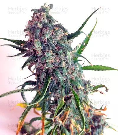 Auto Mazar (Dutch Passion) Cannabis-Samen