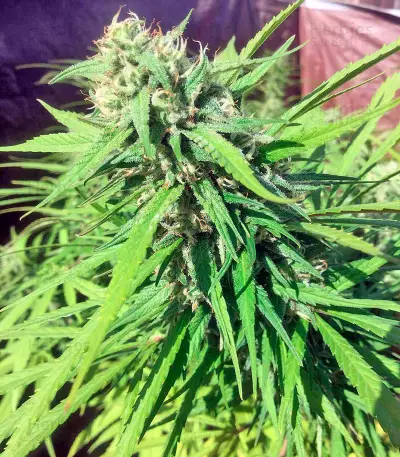 Blue Dream strain