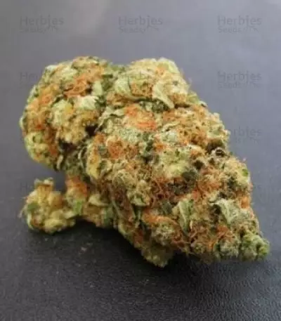 Bubble Kush (RQS) Cannabis-Samen