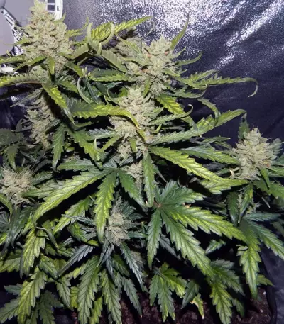 Green Crack Auto (Fast Buds) Cannabis-Samen