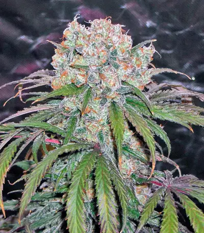 Kaya Gold (Nirvana Seeds) Cannabis-Samen