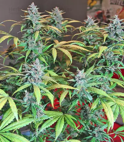 LSD-25 Auto feminisierte Samen