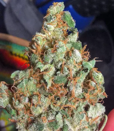 Lemon Thai Kush (Humboldt Seeds Organization) Cannabis-Samen