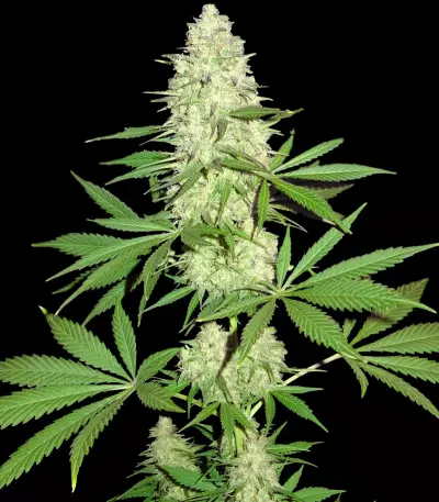 Maya Gold (Sumo Seeds) Cannabis-Samen