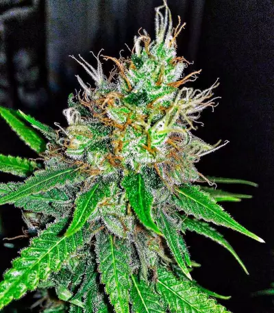 Mohan Ram (Sweet Seeds) Cannabis-Samen