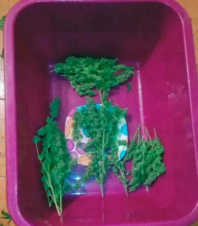 Northern Lights (Pyramid Seeds) Cannabis-Samen