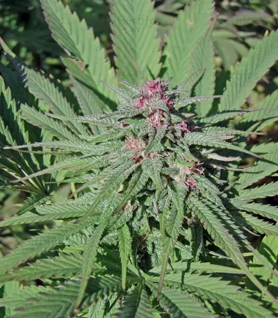 Serious 6 (Serious Seeds) Cannabis-Samen