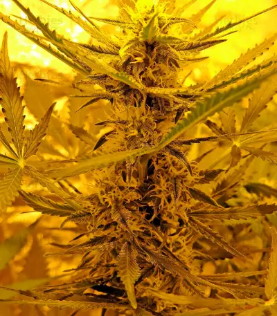 Skunk Auto (Strain Hunters) Cannabis-Samen