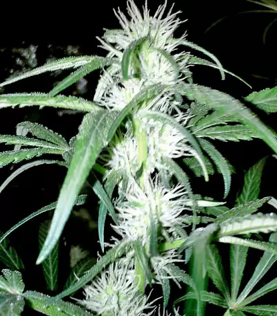 Strawberry Blue (World of Seeds) Cannabis-Samen